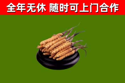 赤水市回收冬虫夏草